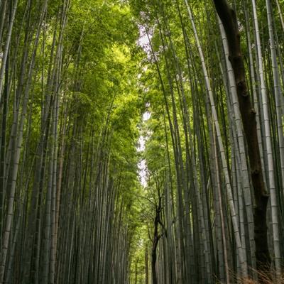 第十六届中国生物产业大会中国光谷创新医疗器械产业高峰论坛活动在广州成功举行